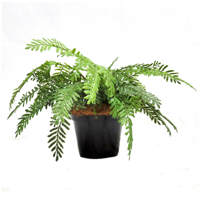 Experience the beauty of nature with Fern Primo. This stunning plant features 20 real touch fern fronds, carefully wired for easy shaping. With a well-weighted pot, it stands at a arranged width of 40cm and a height of 27cm. Add a touch of freshness to any space-UNIQUE INTERIORS