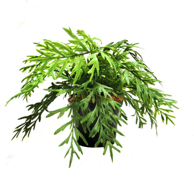 Add some life to your indoor space with the Antelaria Fern Potted. Featuring 20 meticulously wired fronds, this realistic fern boasts a vibrant green color and a wonderful shape. With a width of 40cm, it's full and lush, standing at 23cm tall from base to the top of the plant. A perfect addition to any home or office-UNIQUE INTERIORS